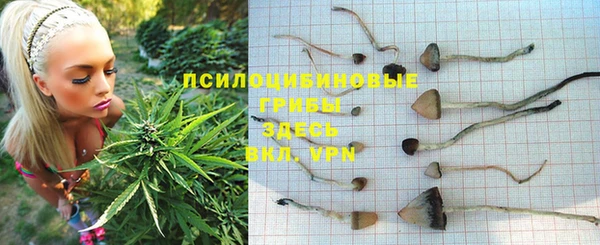 PSILOCYBIN Нязепетровск
